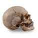 Skull Shoppe - Crâne de Femme Adulte Caucasienne