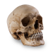 Skull Shoppe - Crâne de Femme Adulte Caucasienne