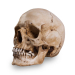 Skull Shoppe - Crâne de Femme Adulte Caucasienne
