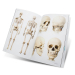 Skull & Bones - Modèles de crânes et d'os pour Artistes