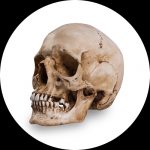 Crânes de Référence par Skull Shoppe